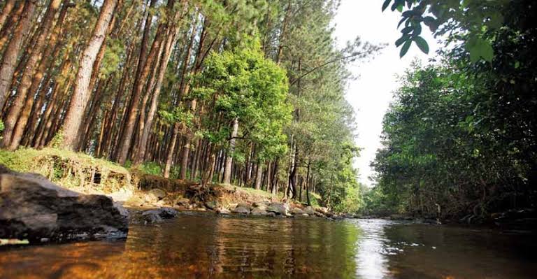 Vagamon Pine Forest